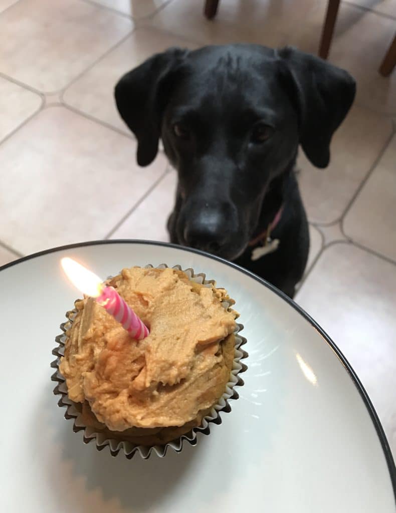 Homemade Pupcake