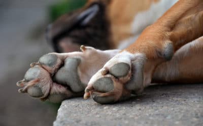 Protect Your Dog’s Paws All Winter Long with these tips